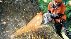 Tree Removal Gungahlin