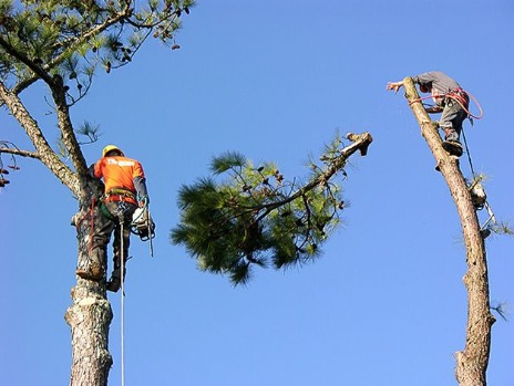 Tree Pruning Red Hill