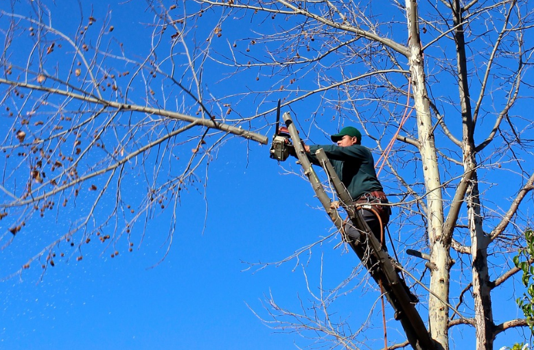 Tree Service Griffith